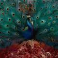 OPETH-SORCERESS CD *NEW*