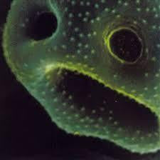 SCOTT ROBERT-THE CREEPING UNKNOWN CD *NEW*