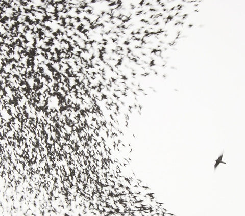 WILCO-SKY BLUE SKY CD + DVD VG