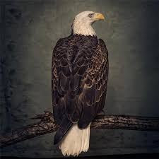CLUTCH-BOOK OF BAD DECISIONS 2LP *NEW*