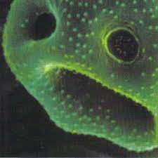 SCOTT ROBERT-THE CREEPING UNKNOWN CD VG