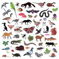 MODERN NATURE-ISLAND OF NOISE LP *NEW*