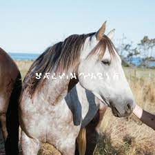 SALVIA PALTH-MELENCHOLE CD *NEW*