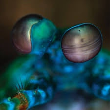 GIBBS MELVIN-AMASIA: ANAMIBIA SESSIONS 2 LP *NEW*