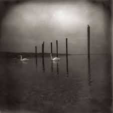 OM-CONFERENCE OF THE BIRDS CD *NEW*